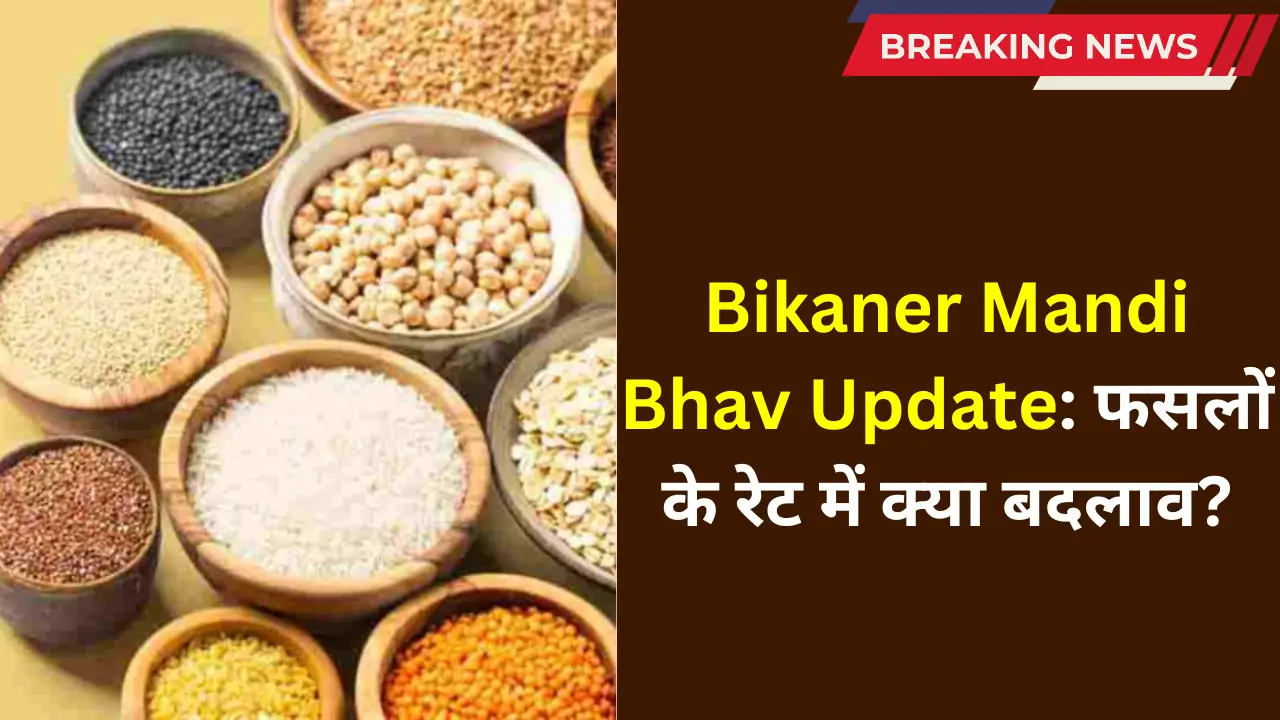 Bikaner Mandi Bhav Update