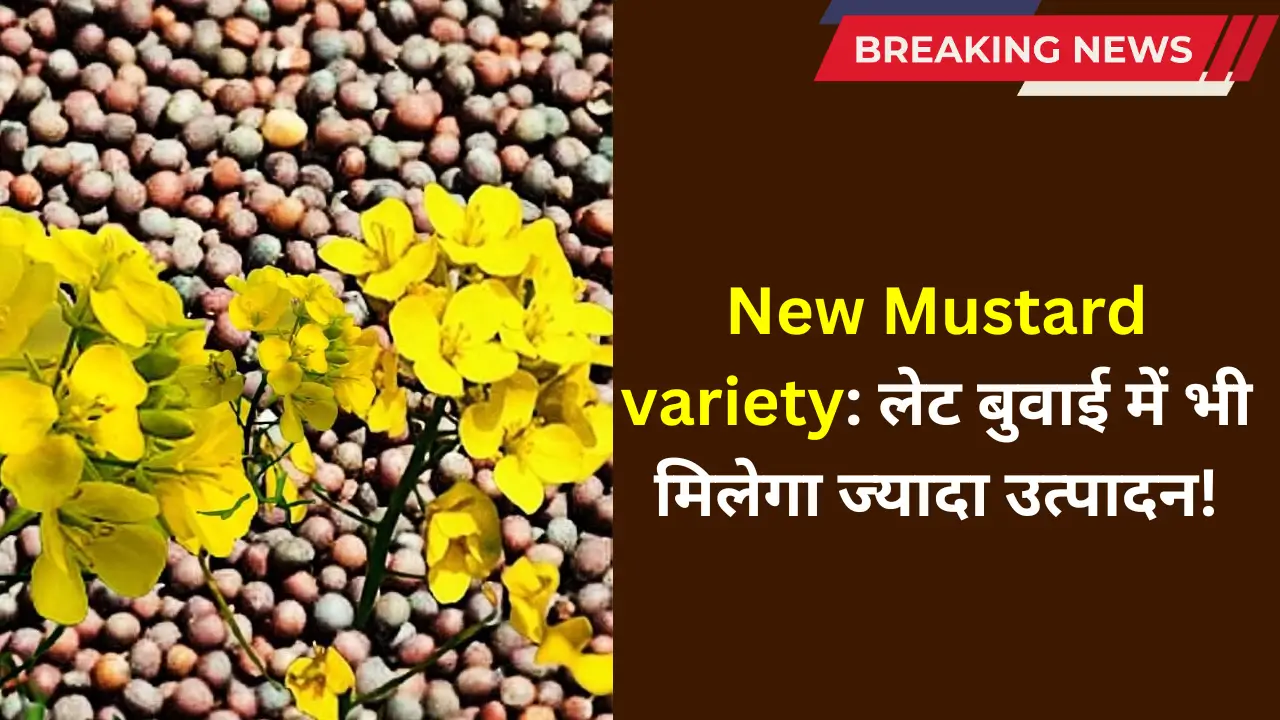 New Mustard variety